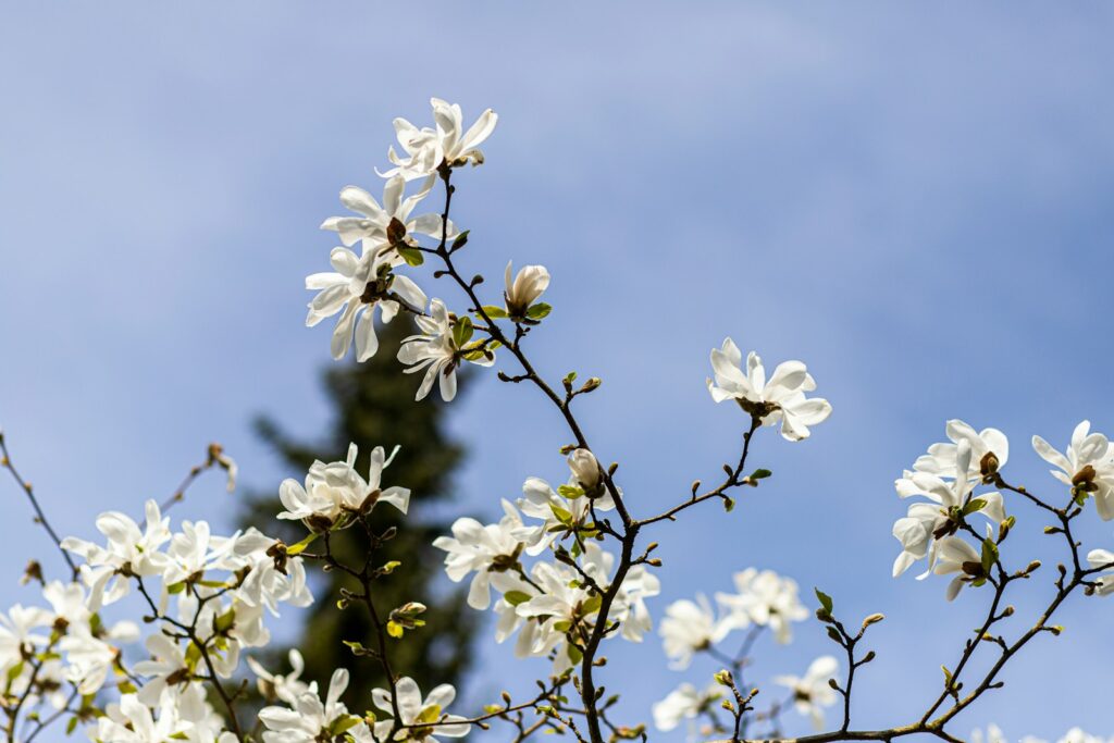 a tree branch with white flowers against a blue sky
