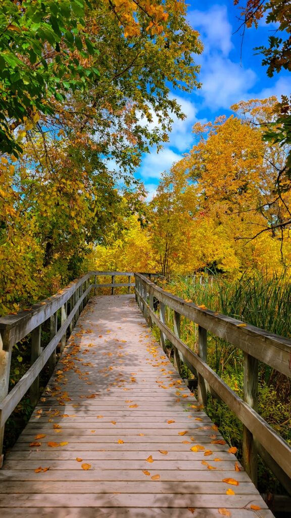a wooden bridge surrounded by lots of trees